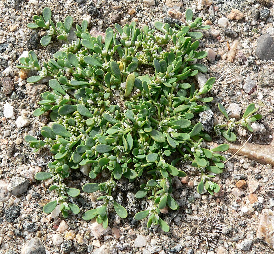 Achyronychia