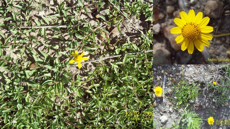 Creeping Spotflower