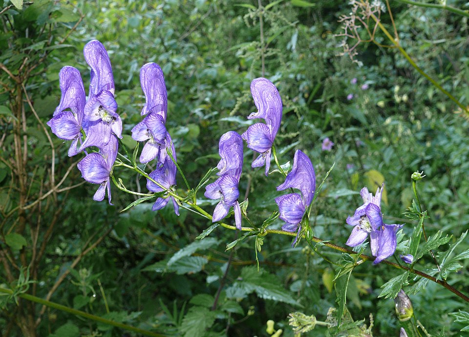 Monkshood
