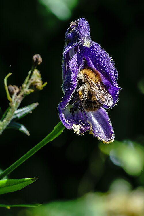 Monkshood
