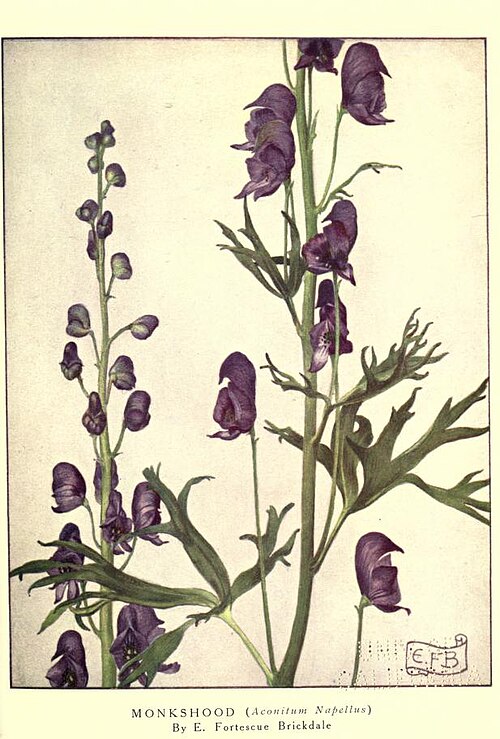 Monkshood