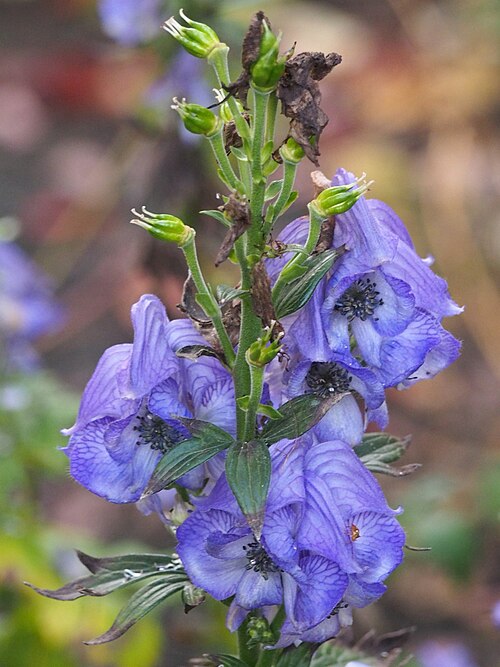 Carmichael's Monkshood