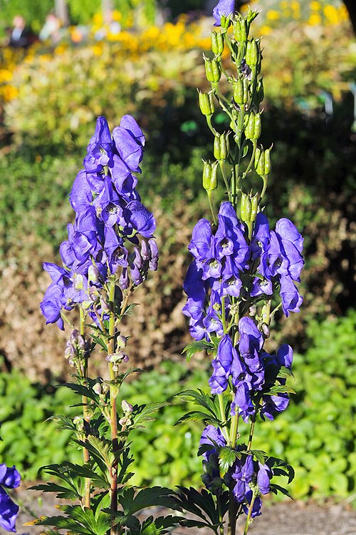 Carmichael's Monkshood