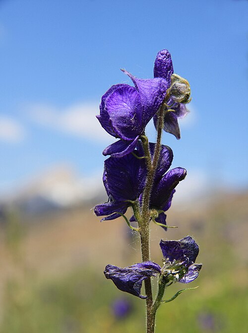 Columbian Monkshood