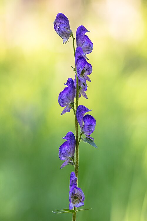 Columbian Monkshood