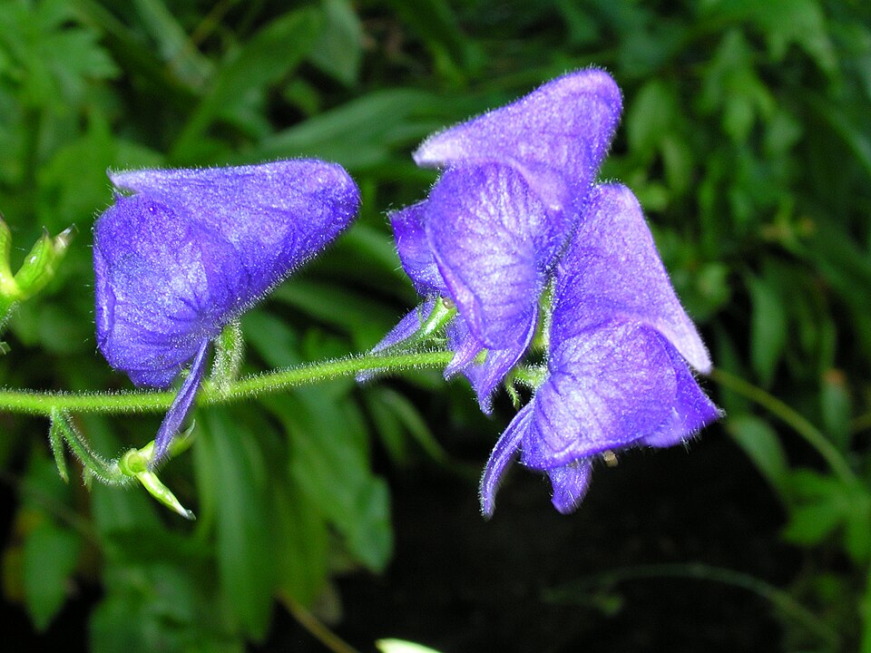 Columbian Monkshood