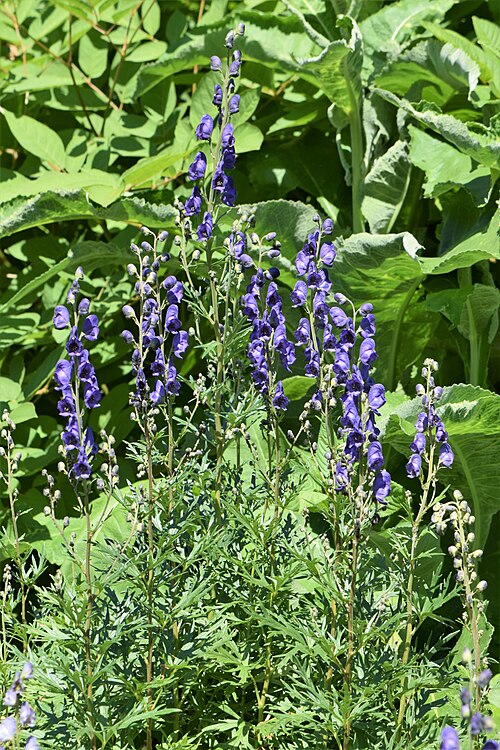 Indian Aconite