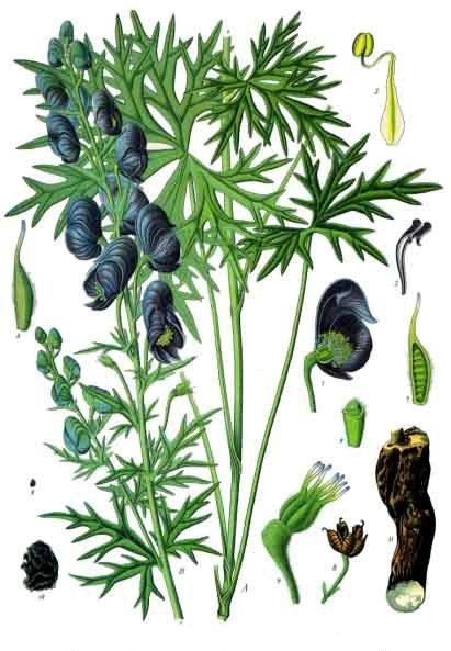 Indian Aconite
