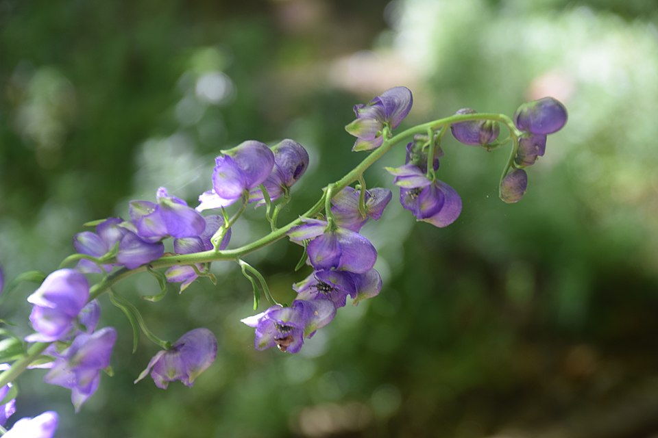 Indian Aconite