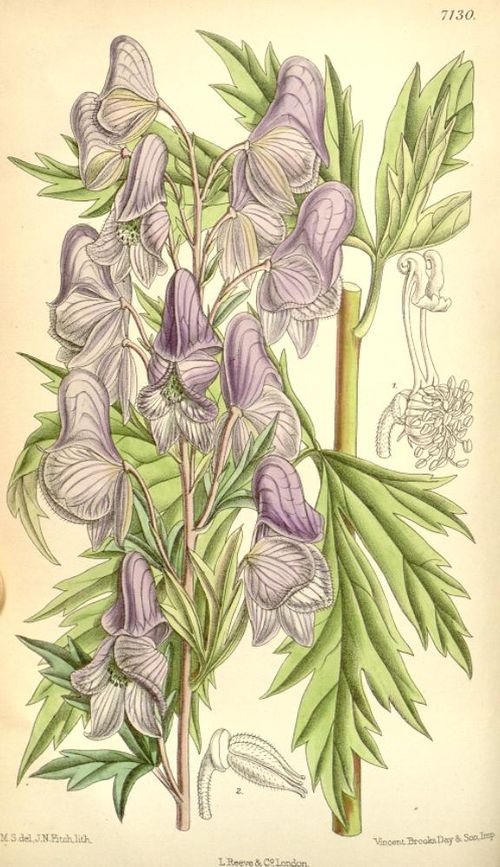 Fischer Monkshood