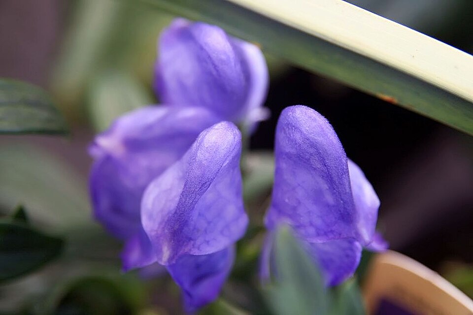 Fischer Monkshood
