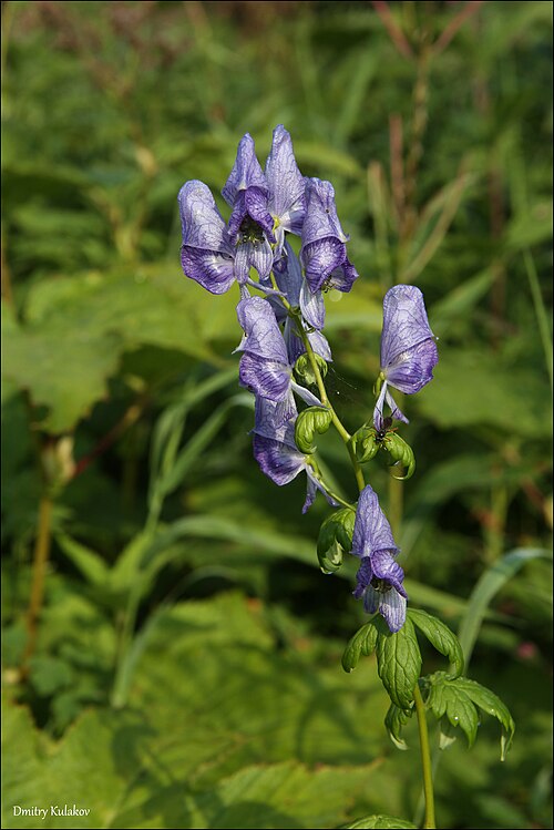 Fischer Monkshood
