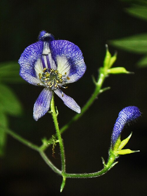 Northern Blue Monkshood