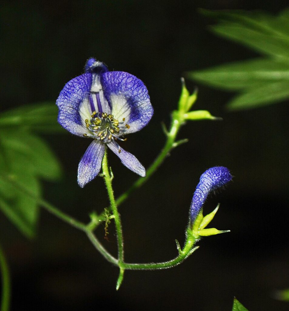Northern Blue Monkshood