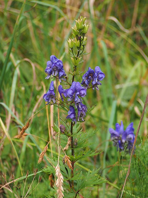 Manchurian Monkshood