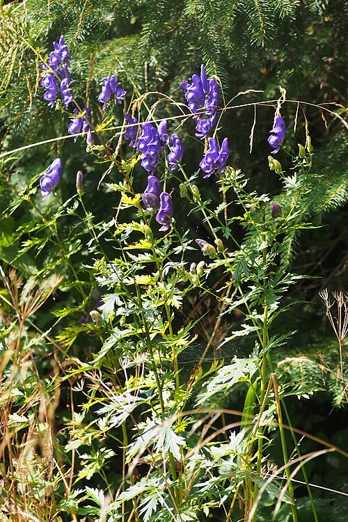 Manchurian Monkshood