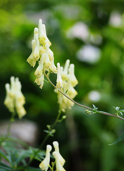 Wolfsbane