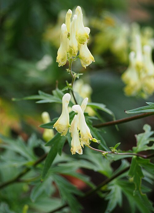 Wolfsbane
