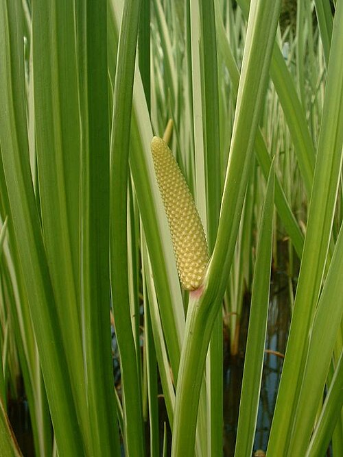 Sweetflag