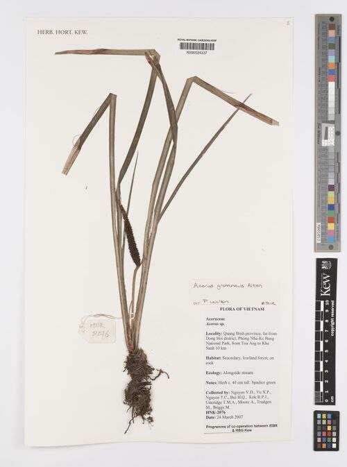 Grassleaf Sweet Flag
