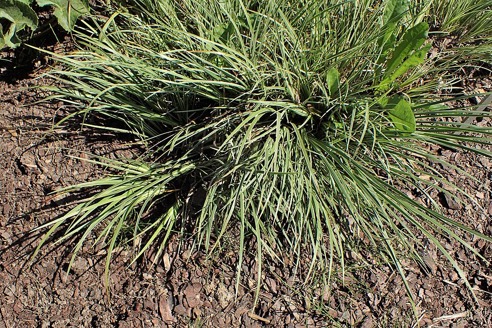 Grassleaf Sweet Flag