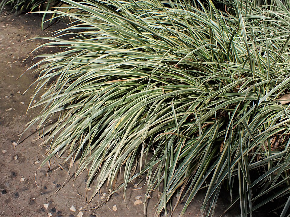Grassleaf Sweet Flag