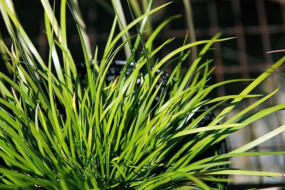 Grassleaf Sweet Flag