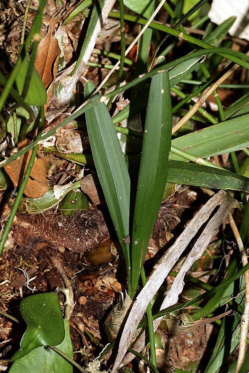 Lilyleaf Acriopsis