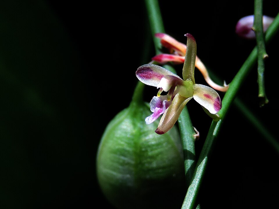 Lilyleaf Acriopsis