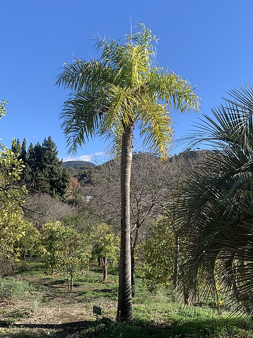 Coyol Palm
