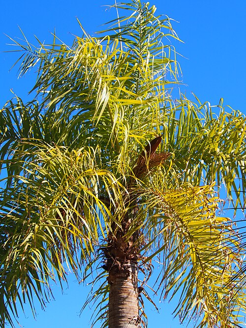 Coyol Palm