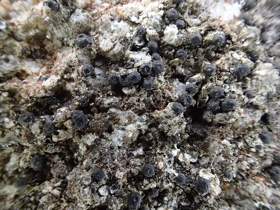 Acrocordia Lichen
