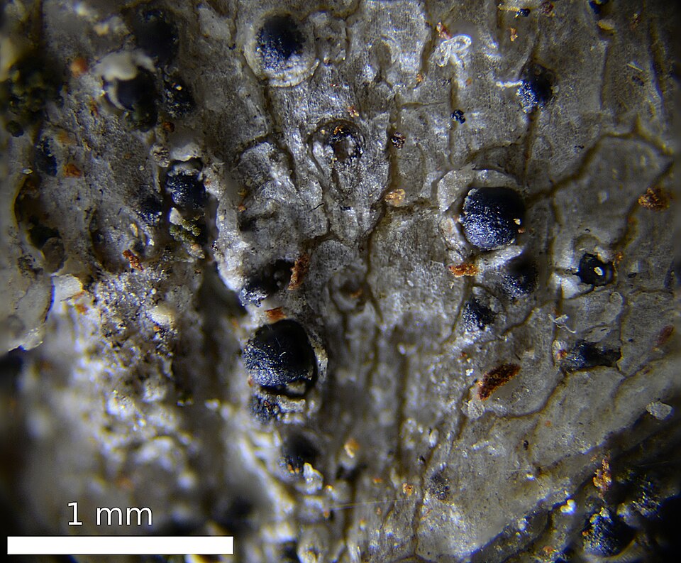 Acrocordia Lichen