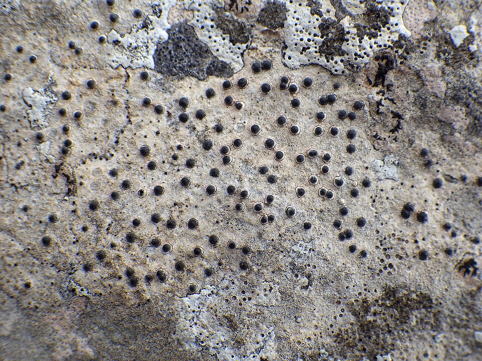 Acrocordia Lichen
