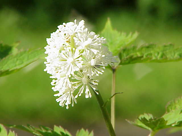Baneberry
