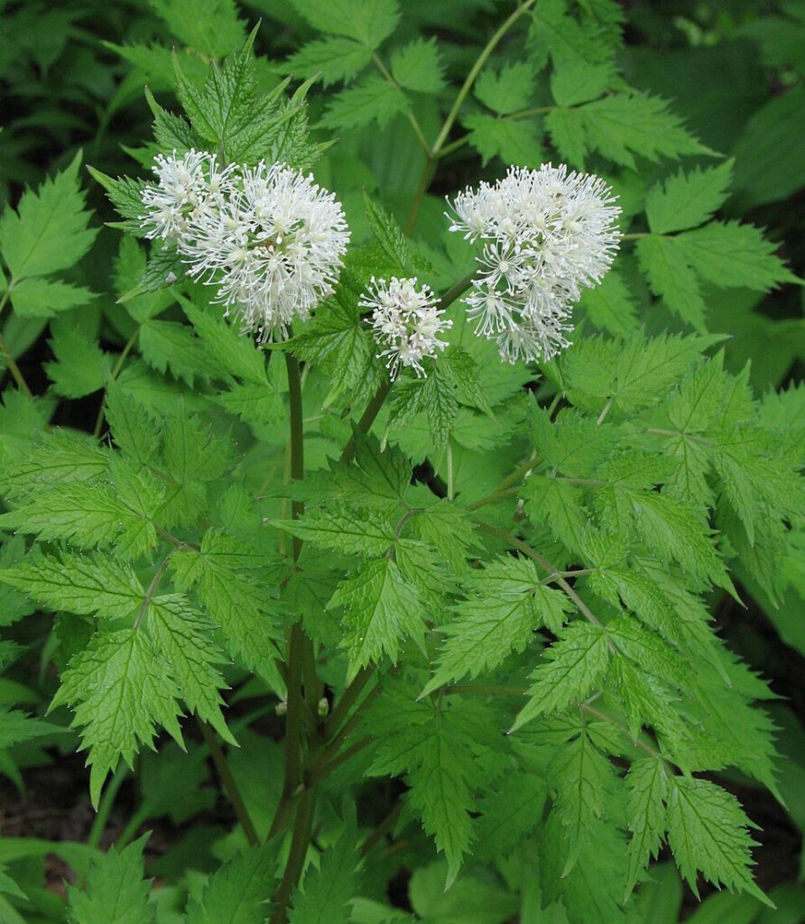 Baneberry