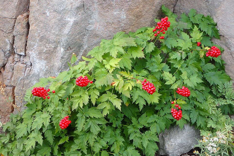 Baneberry