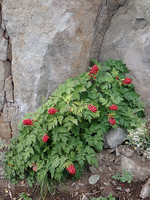Baneberry