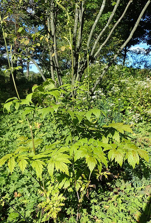 Arizona Bugbane