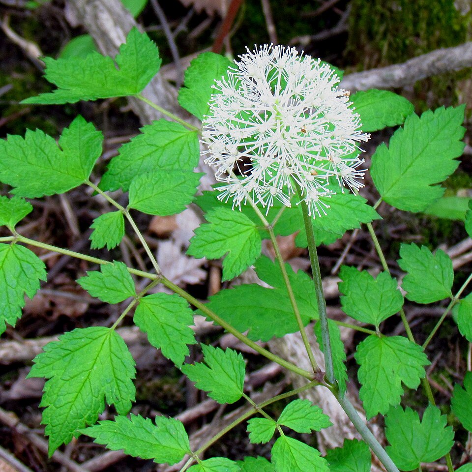 White Baneberry