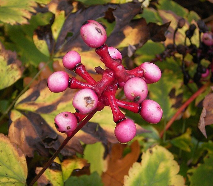 White Baneberry