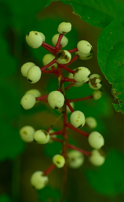 White Baneberry