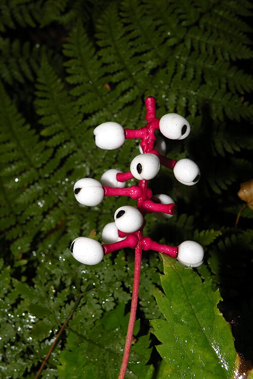 White Baneberry