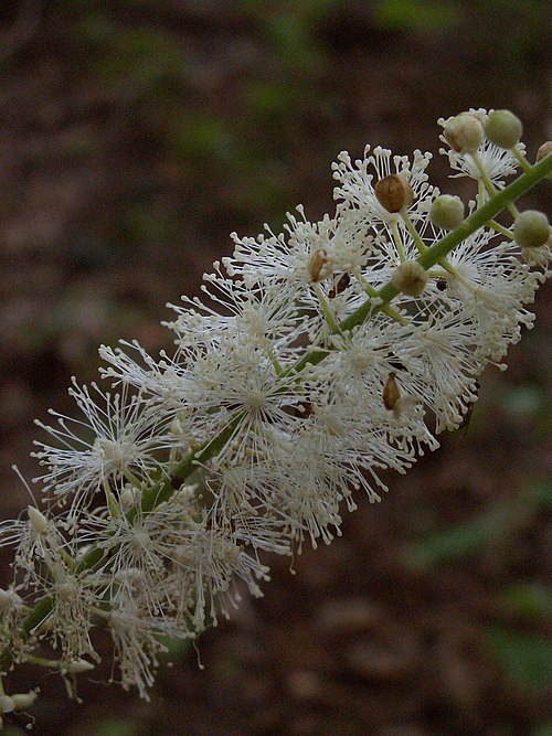 Black Baneberry