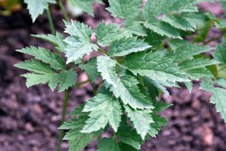 Black Baneberry