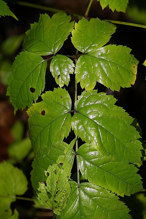 Black Baneberry