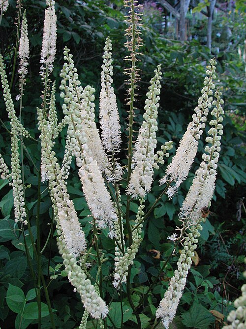 Appalachian Bugbane