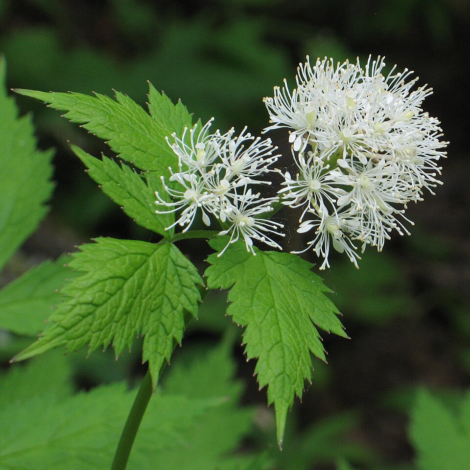 Red Baneberry