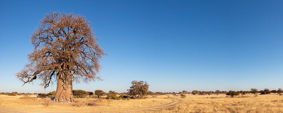 Baobab