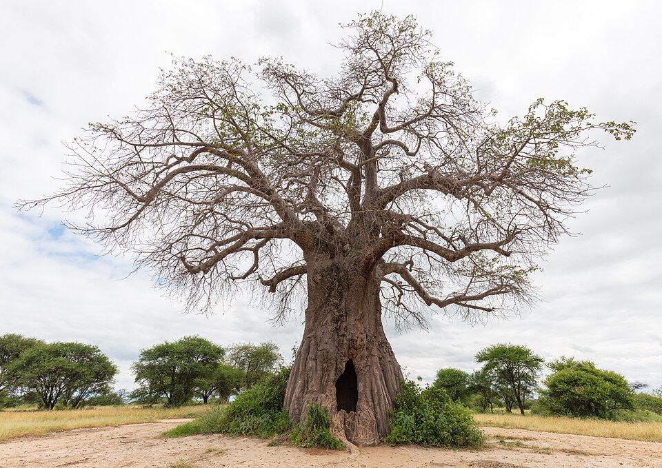 Baobab